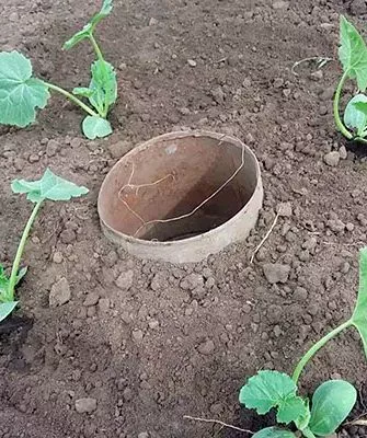 Особенности выращивания