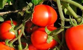 Описание растения и плодов