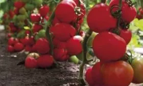 Урожайность