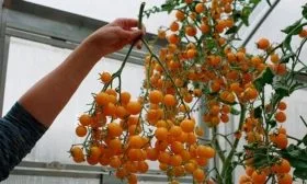 Вкусовые свойства и тонкости использования