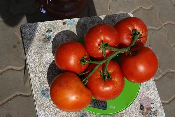 Происхождение и региональность