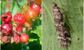 Болезни и вредители