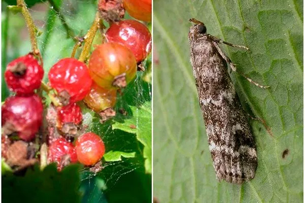 Болезни и вредители