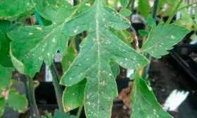 Болезни и вредители