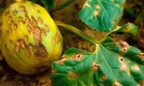 Болезни и вредители