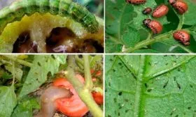 Болезни и вредители