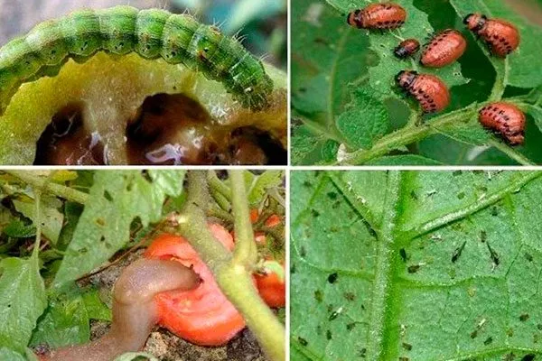 Болезни и вредители