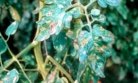 Болезни и вредители