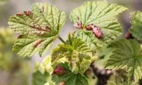 Болезни и вредители