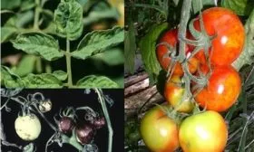 Болезни и вредители