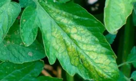 Болезни-и-вредители