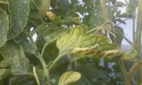 Болезни-и-вредители