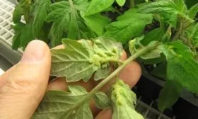 Болезни и вредители