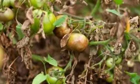 Борьба с болезнями и вредителями