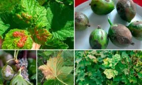 Борьба с болезнями и вредителями