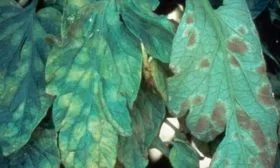 Борьба с вредителями и болезнями