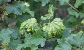 Борьба с вредителями и болезнями