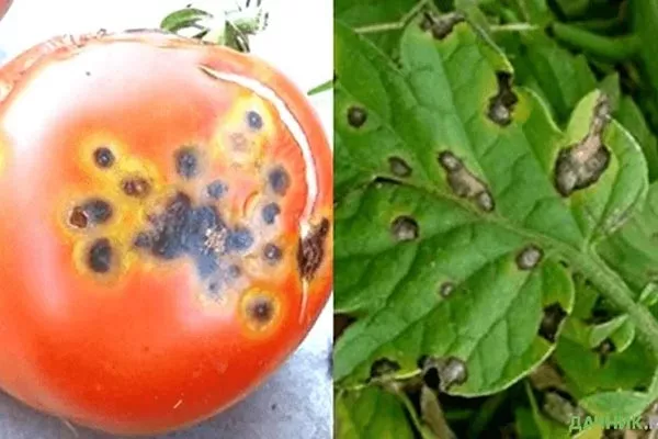 Борьба с вредителями и заболеваниями