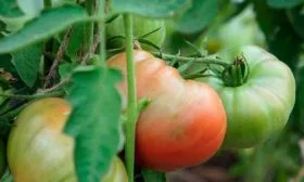 Время созревания, продуктивность