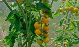 Сроки поспевания и продуктивность