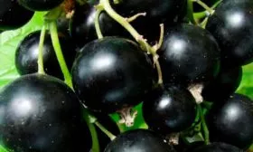 Чёрная смородина Глаз Дракона