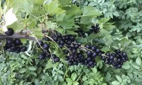 Особенности селекции