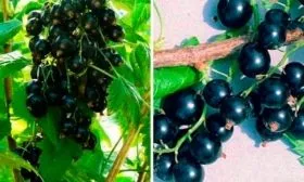 Характеристики