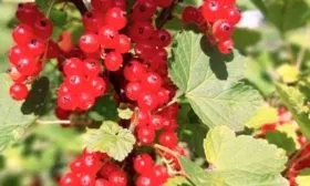 Основные характеристики