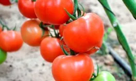 Дальнейшее-выращивание-и-уход