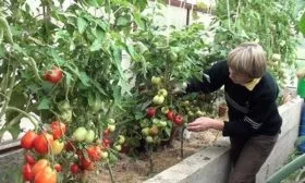 Дальнейший уход