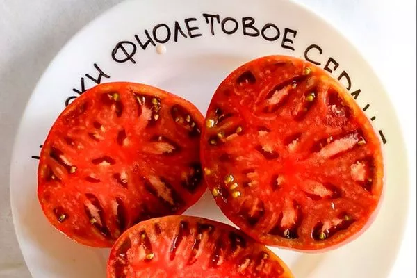 Созревание и плодоношение, урожайность томата Фиолетовое сердце