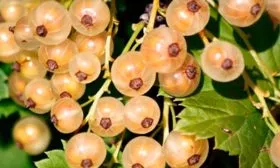 Описание смородины Белая фея