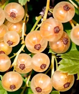 Описание смородины Белая фея