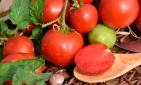 Урожайность и плодоношение