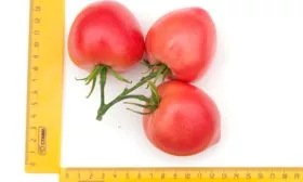 Папина дочка