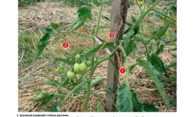 Формирование и обрезка куста