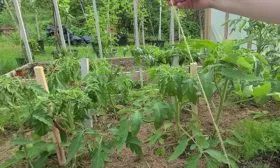 Формирование-и-подвязка