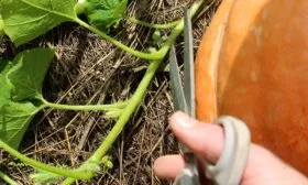 Формирование и подвязка