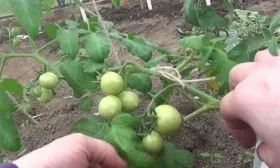 Формирование-и-подвязка