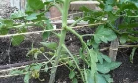 Формирование и подвязывание кустов