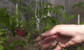 Формирование куста томатов Черри краски