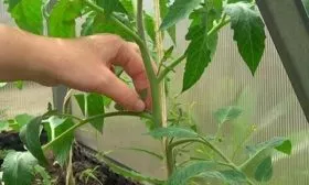 Формирование кустов_10