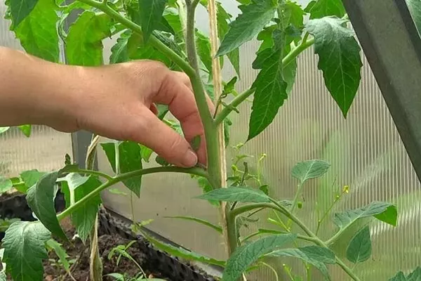 Формирование кустов_10