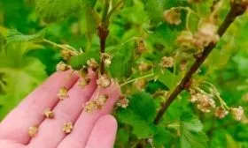 Формирование завязей