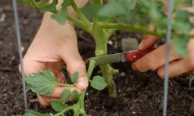 Формировка,-окучивание,-рыхление