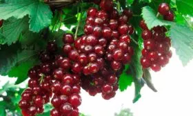 Описание смородины Гранатовый браслет