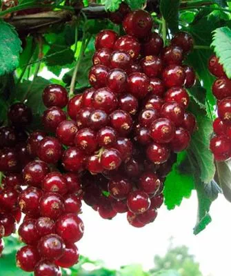 Описание смородины Гранатовый браслет