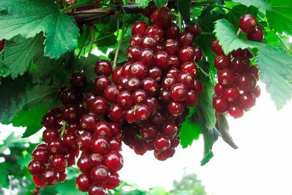 Описание смородины Гранатовый браслет