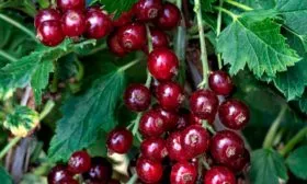 Вкус и назначение ягод