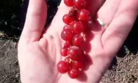 Вкус и назначение ягод